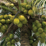 Expert say coconut tree can live up to 100 years under good condition