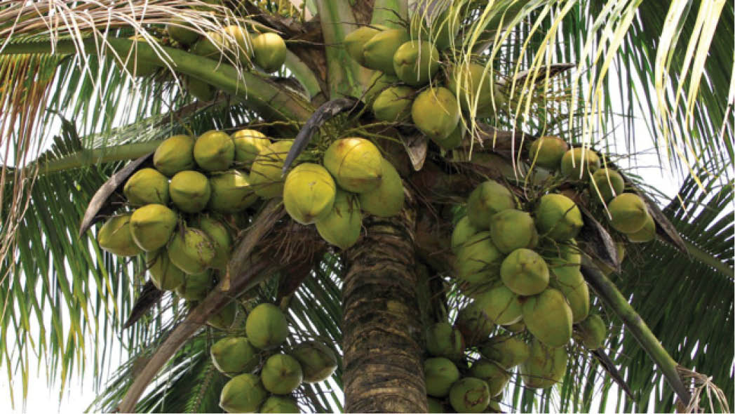 Expert say coconut tree can live up to 100 years under good condition