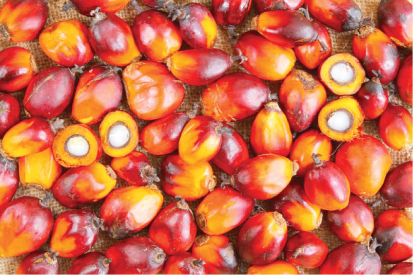 How Nigeria can regain lost glory in oil palm production