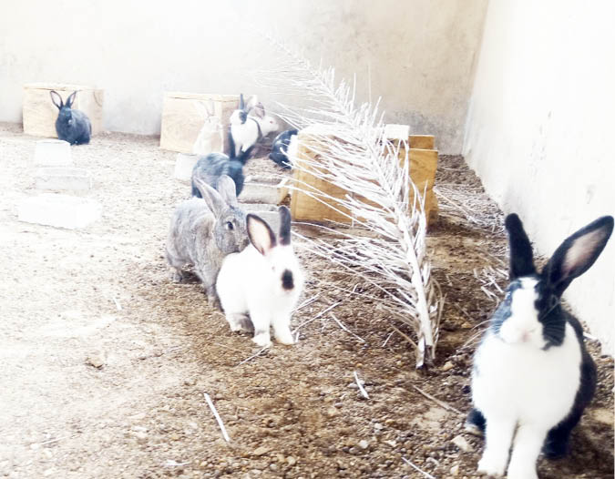 Abuja farmer sheds light on rabbit farming in Nigeria