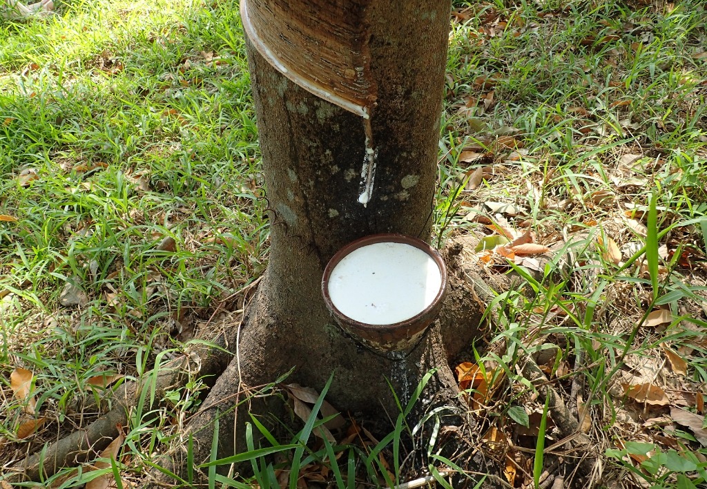 Why youths should key into rubber farming – Farmers