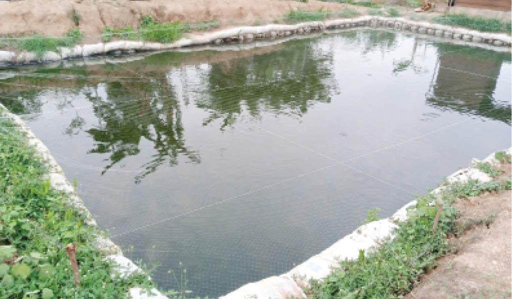 Inside Kwara multi-million naira catfish business