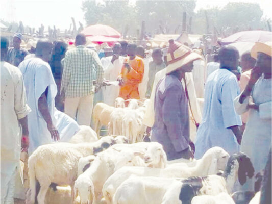 A section of livestock at Geidam Wednesday Market few weeks after normalcy has returned.