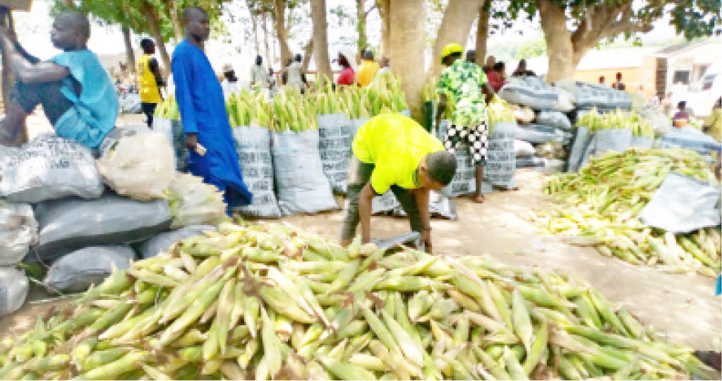 Inside Abuja community where dry season maize farming booms