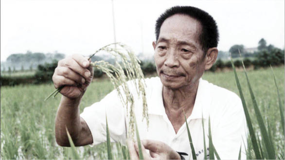 Nigerian rice breeders should learn from Chinese agronomist