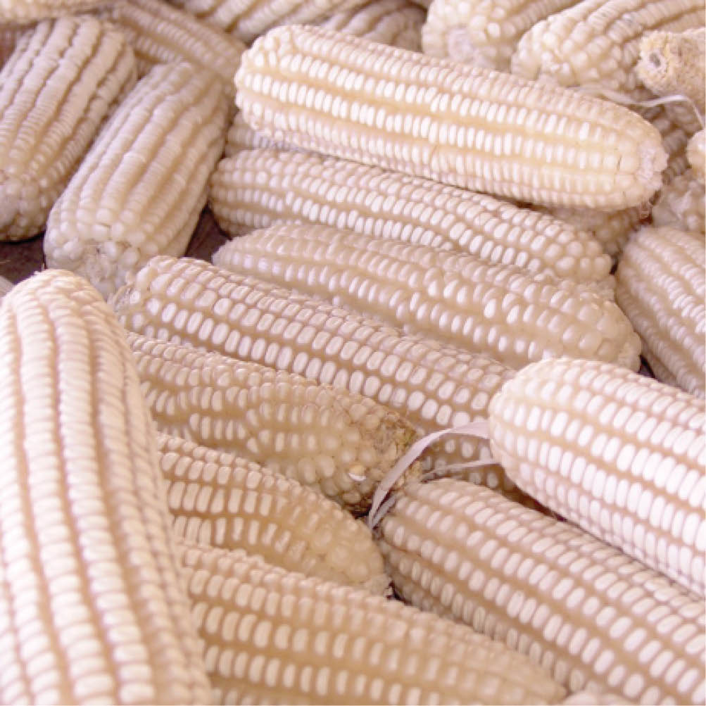 Collaboration key to achieving Nigeria’s commercial maize transformation