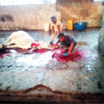 Some children fetching blood from a slaughtered cow