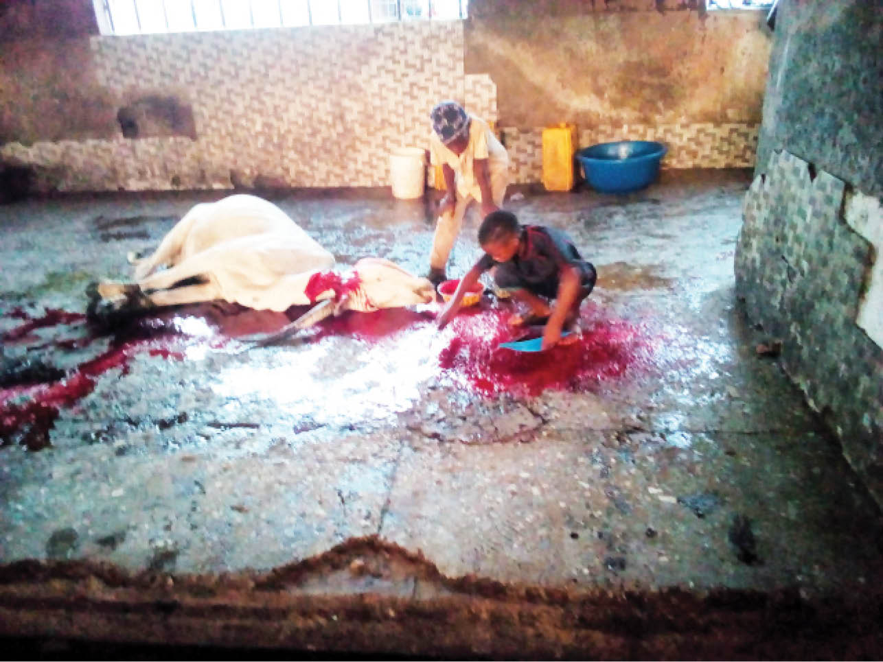Some children fetching blood from a slaughtered cow