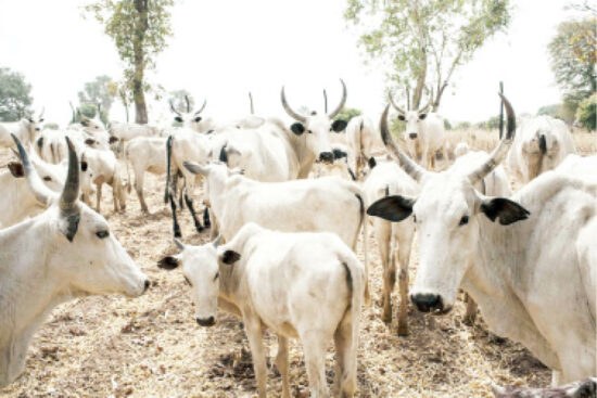 Livestock Reform Plan is aimed at addressing issues around farmers-herders crises