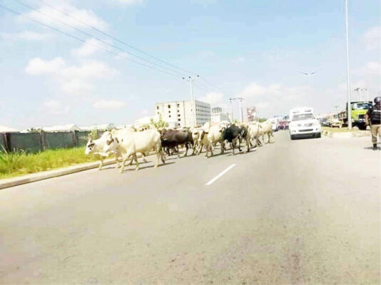 Cows along a major road in Yenegoa before the recent ban on open grazing