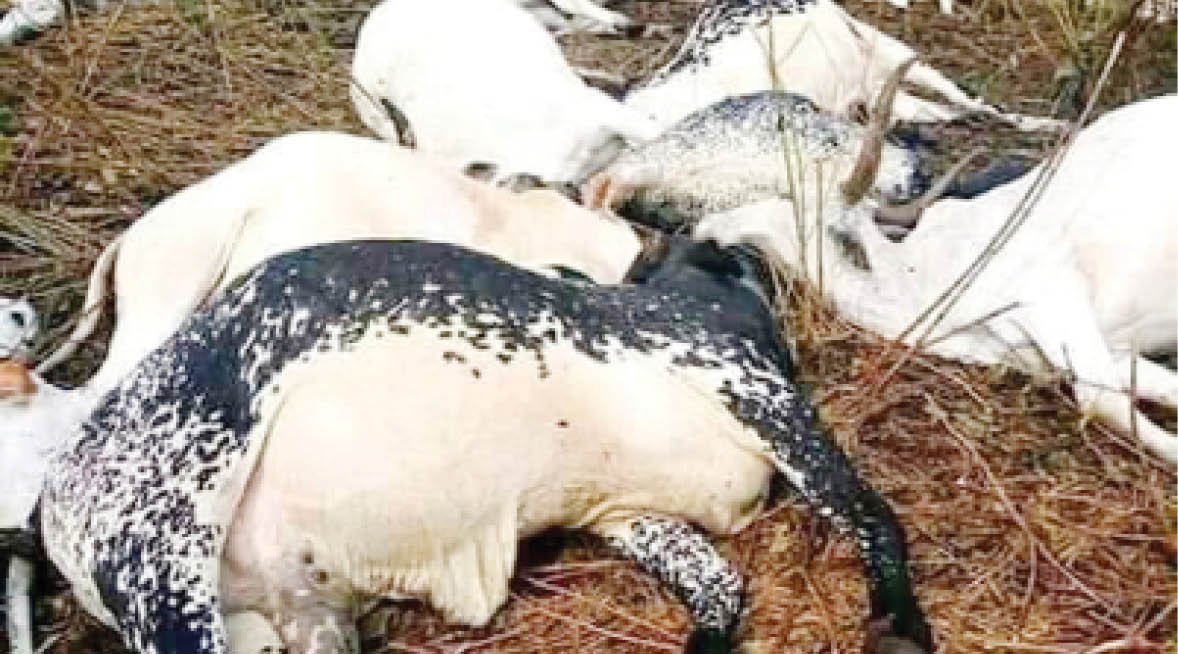 Military gunships ‘kill’ over 1,000 cows in Nasarawa