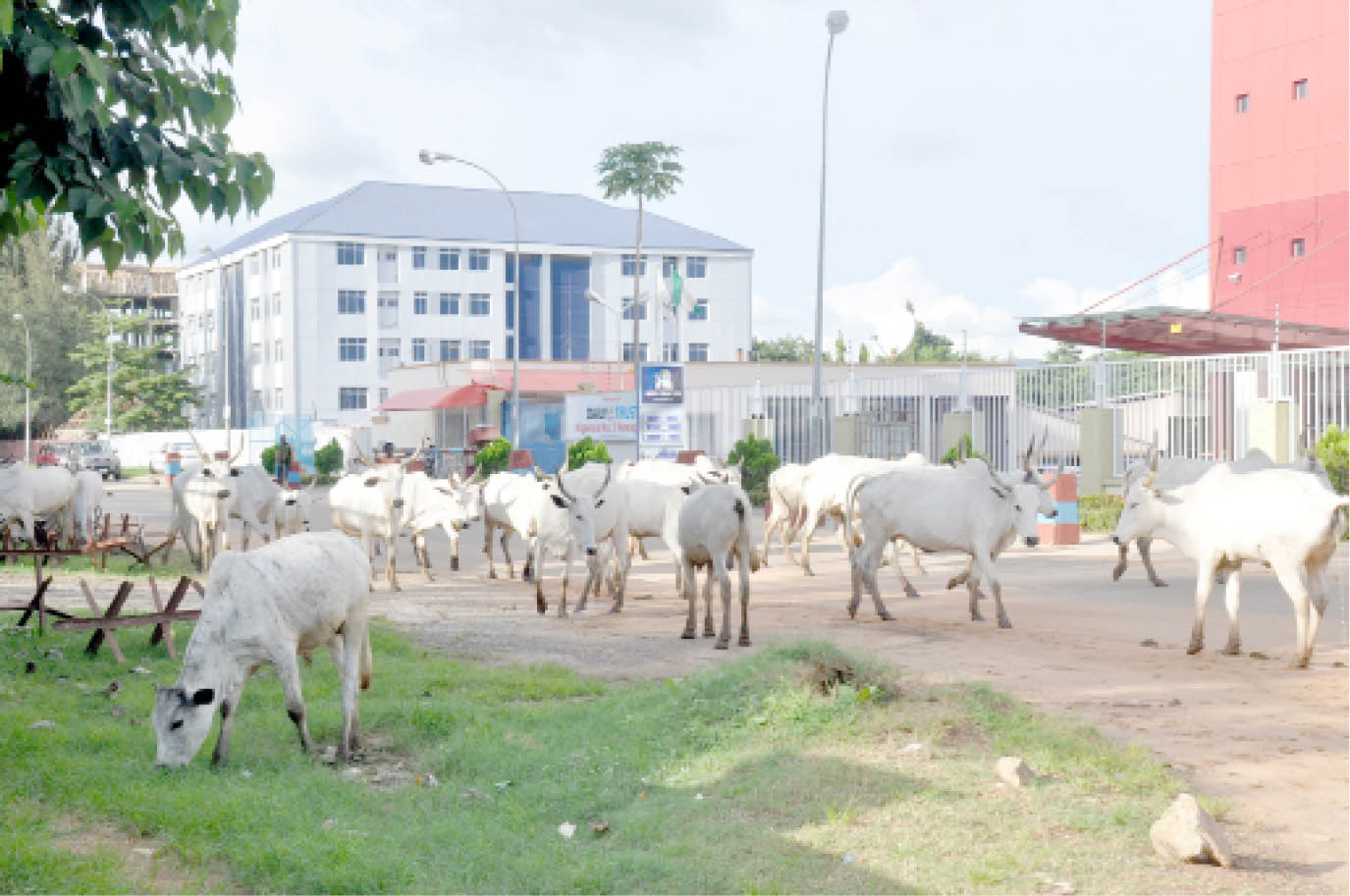 States differ over Buhari’s directive on grazing routes