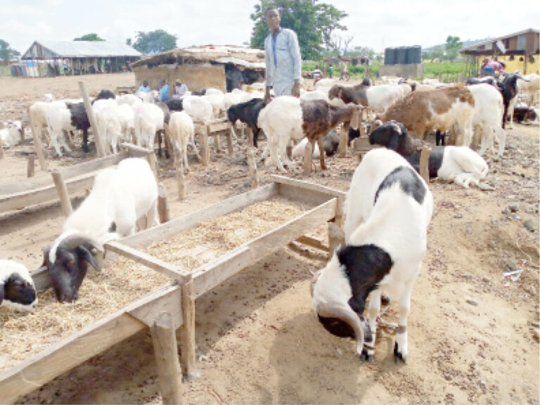 NIGERIA DAILY: Real Reason Why Rams Are Expensive - Daily Trust