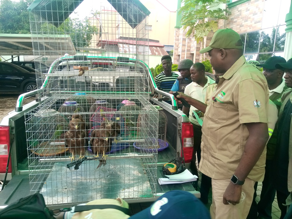 NESREA seizes 25 endangered birds