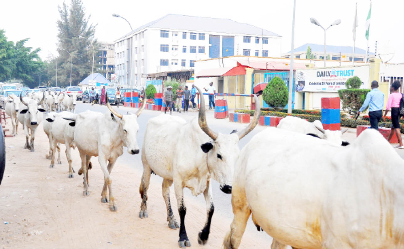 Despite ban, open grazing thrives in FCT