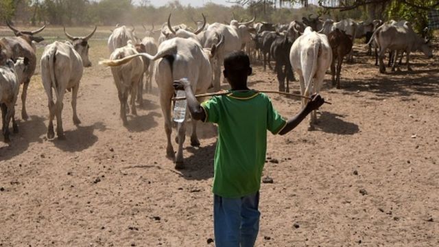 FG gets more knocks over grazing sites review' - Daily Trust