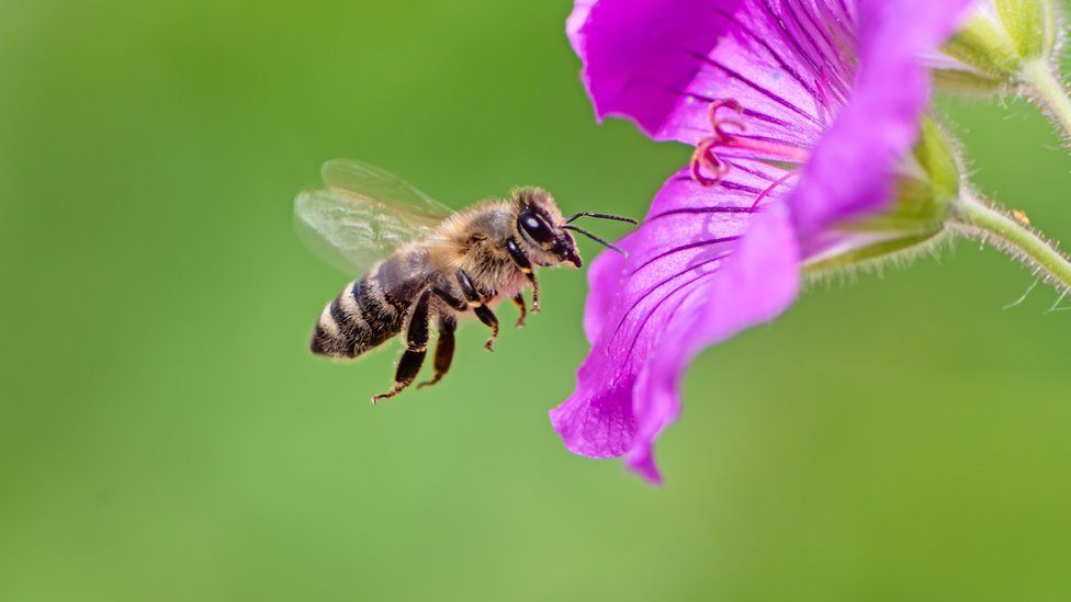 Bees: Nature’s elite pollinators