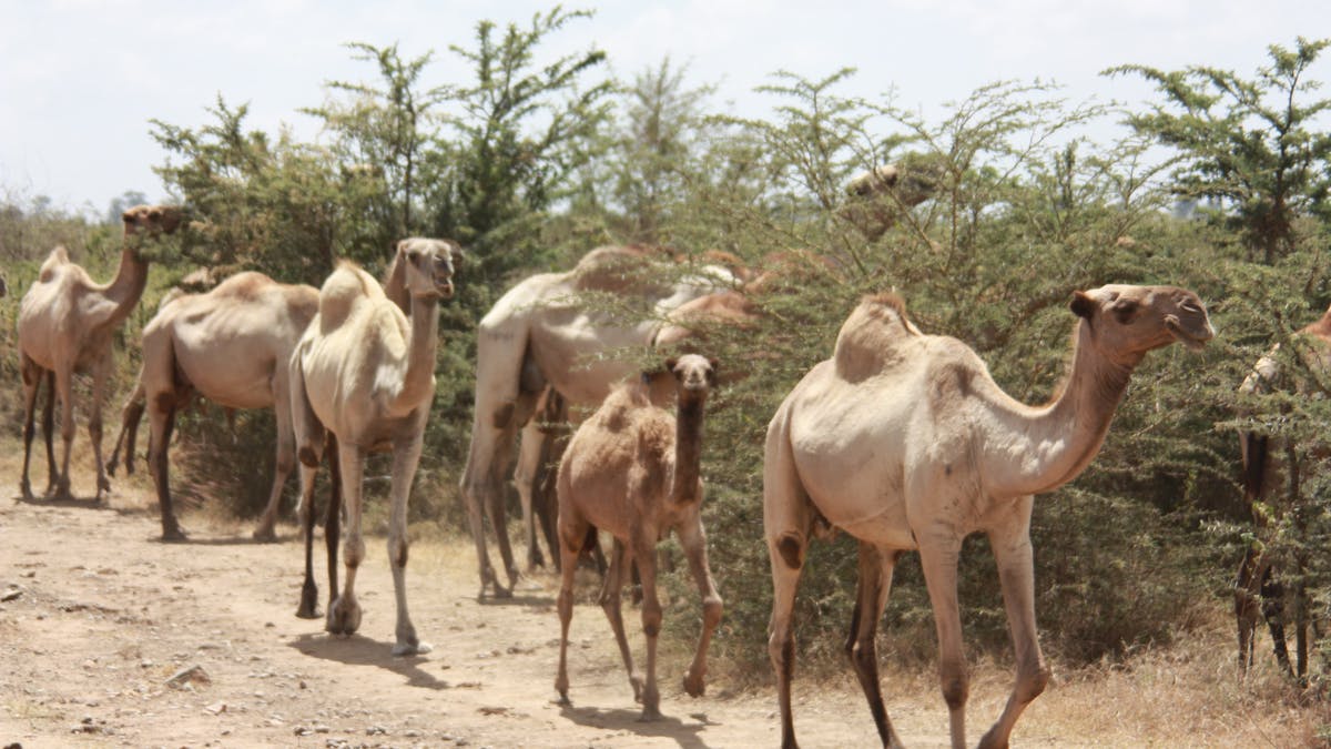 Bandits ‘resort to camels’ as petrol ban bites harder