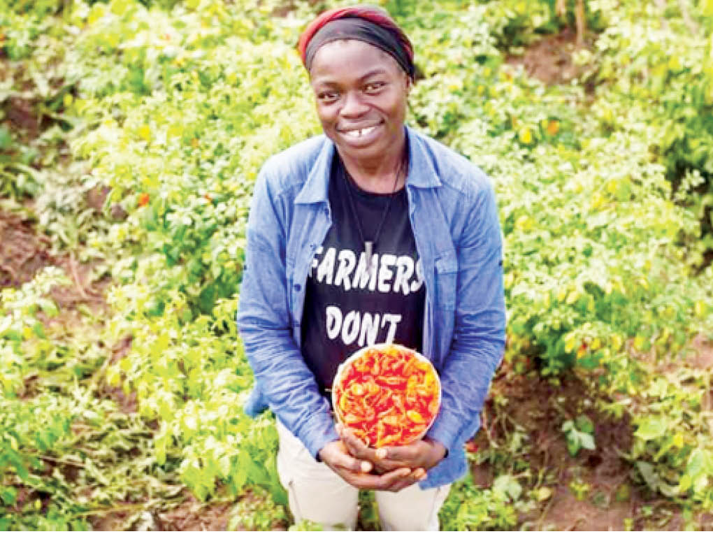 Pepper farming a treasure trove many ignore – LASU graduate