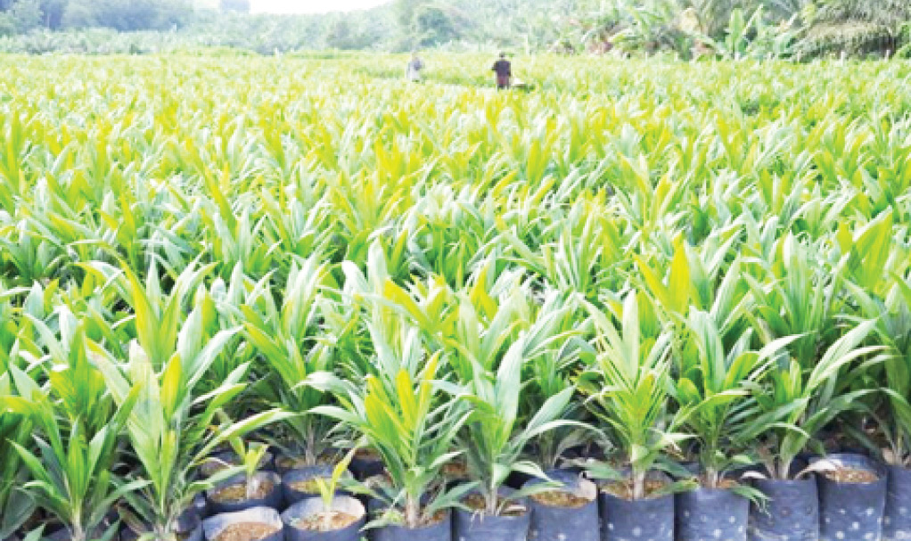 Tree crops under threat as focus shifts to rice, maize