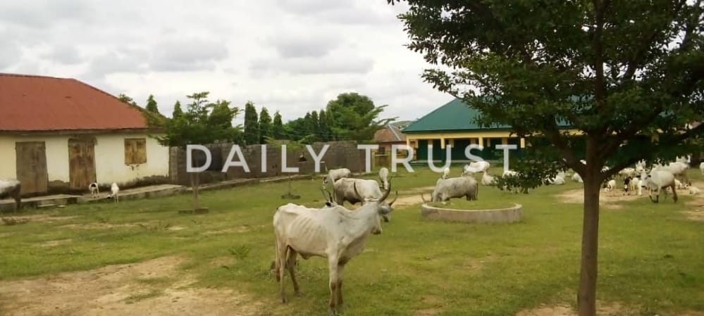 PHOTOS: Cows ‘take over’ school in Abuja