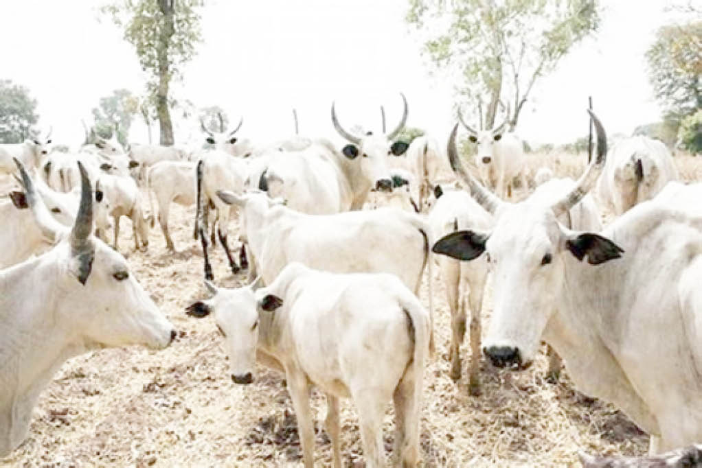 Despite 12 livestock programmes, sector records little progress