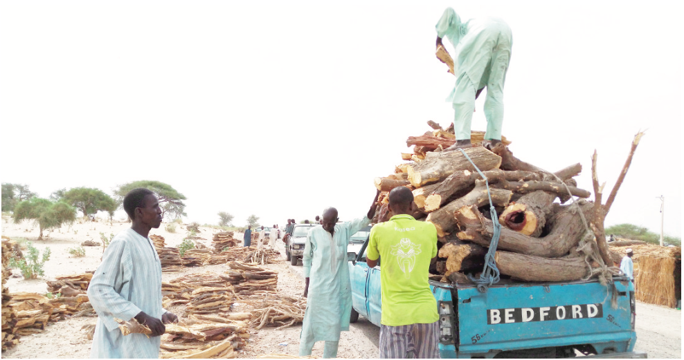 Tree felling on the rise as cooking gas price skyrockets