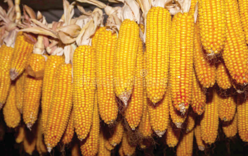 Cultivate maize to address grain shortage, poultry farmers urged