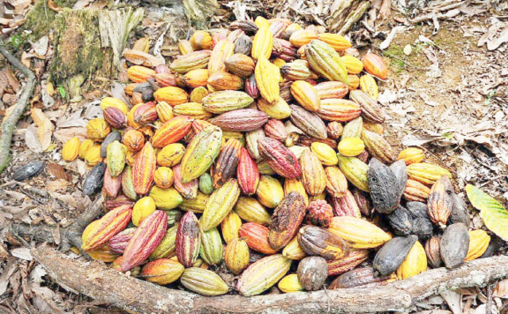 U.S announces $22m project to boost cocoa value chain in Nigeria