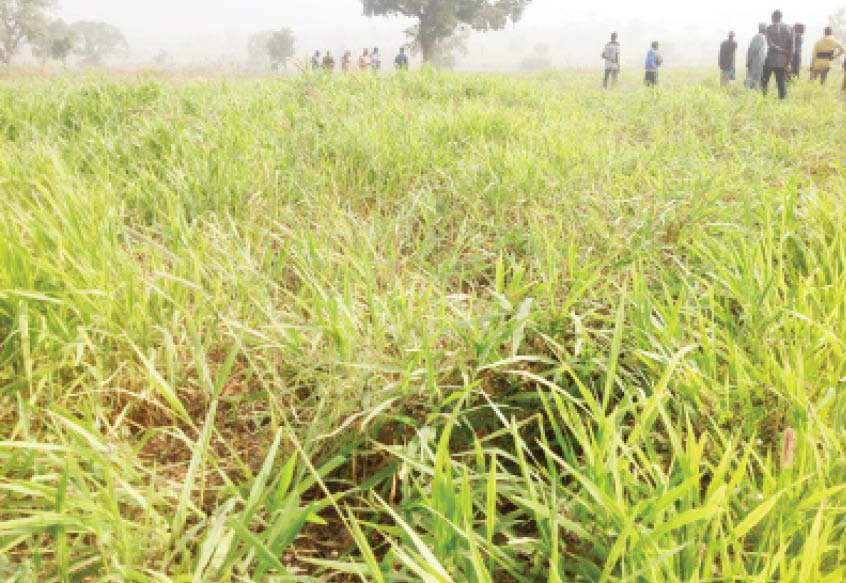 Farmers-herders conflict: Niger’s Sheyi Grazing Reserve to the rescue