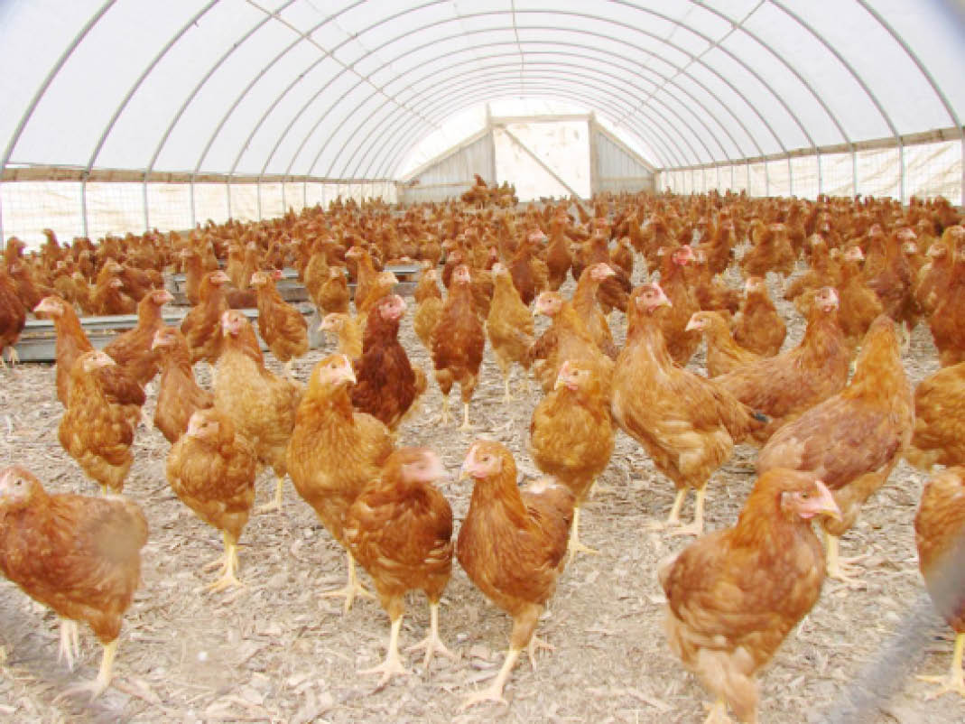 More Kano poultry farmers consider shutting down over feed, maize prices