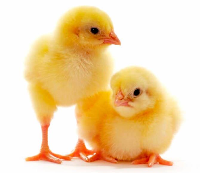 AGRO SOLUTIONS: How to manage eggs, chicks from young breeders