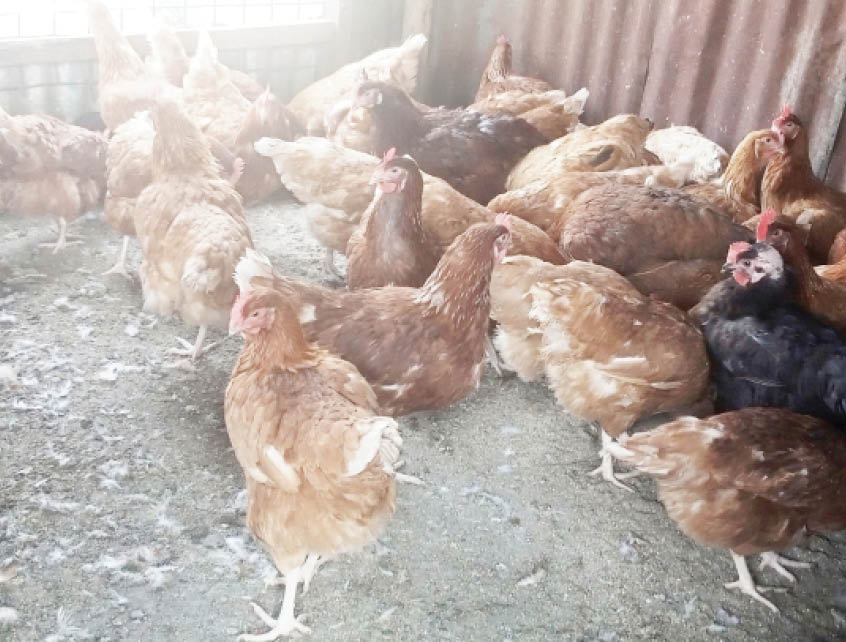 Jos harmattan affects poultry operators, birds