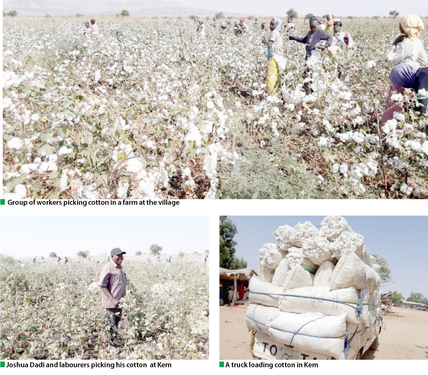 Bt. Cotton Price, Harvest Push More Farmers Into Production - Daily Trust