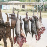 Assorted wild animals killed for bushmeat