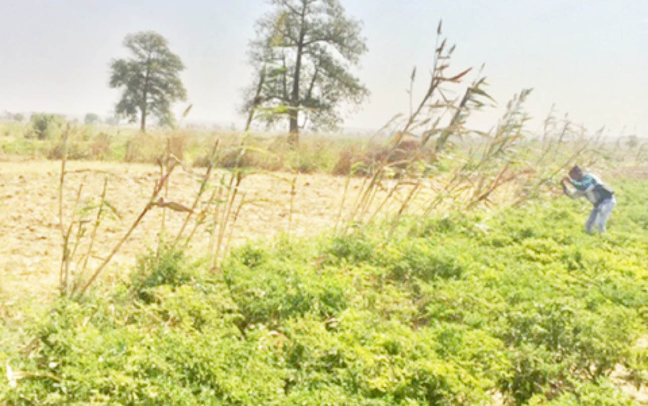 Farmers count losses as heavy wind ravages crops in Sokoto communities