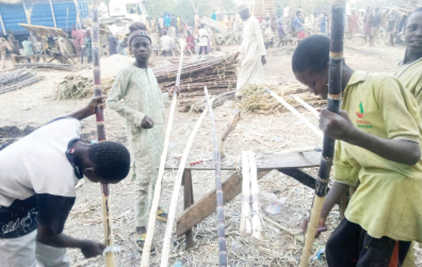 How Maiduguri IDPs are making fortunes from sugarcane