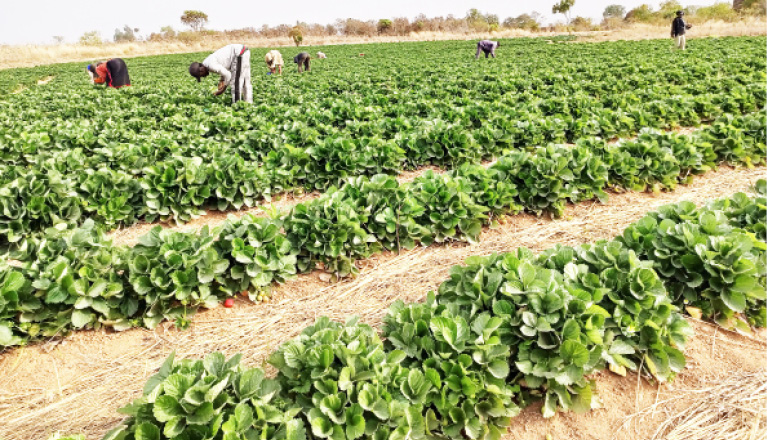 NIGERIA DAILY: The Threats To 2023 Farming Season In North West