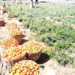 Tomata harvest in one of the farms