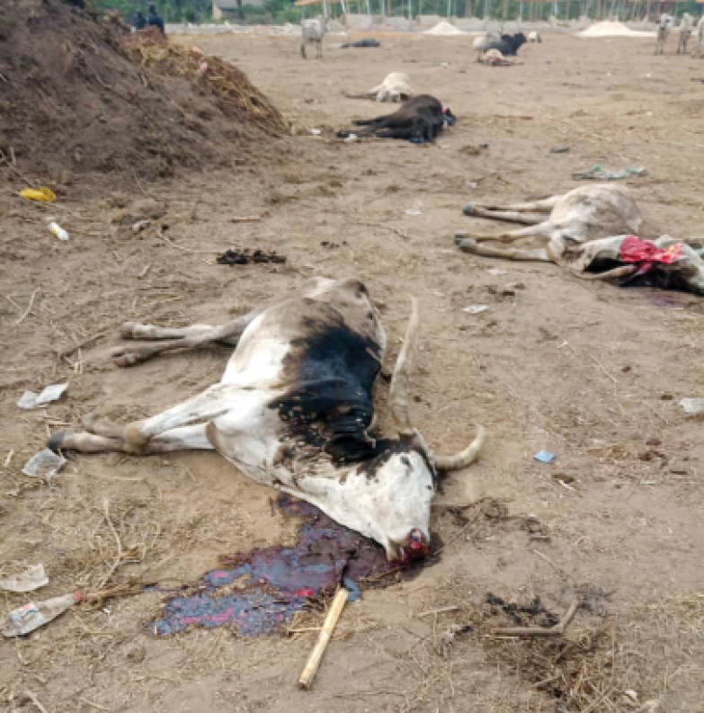 Abia monarch apologises to Gombe gov’t over cattle market attack