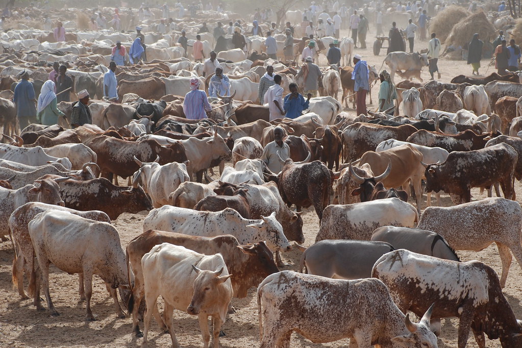 Cattle market: Northern traders cry out over Abia ‘eviction’ threat