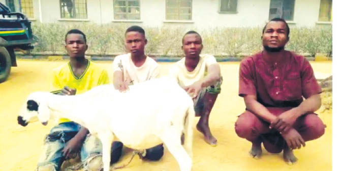 4 arrested for stealing sheep in Kano