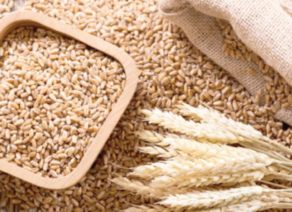 Cost of wheat has hightened prices of wheat related pruducts in the market