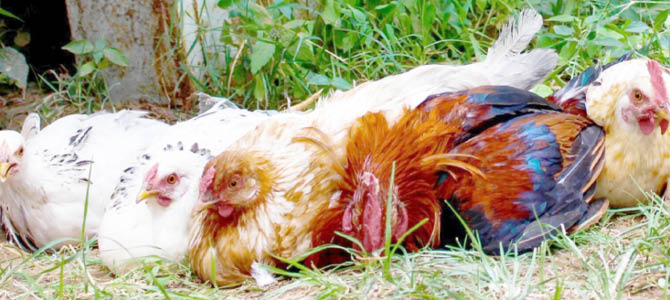 Xmas: Prices of chicken, goats, others beyond many families