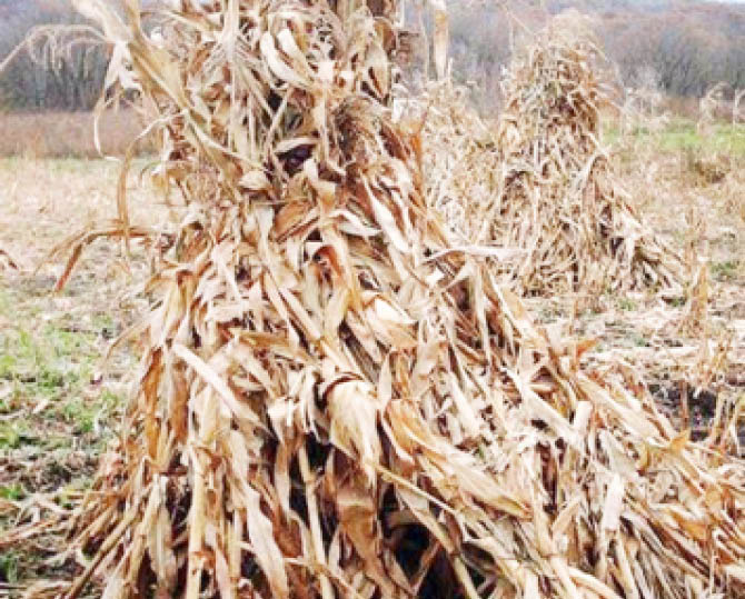 Why Agricultural Science must be compulsory subject in Nigerian schools