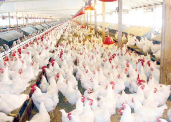 A poultry farm