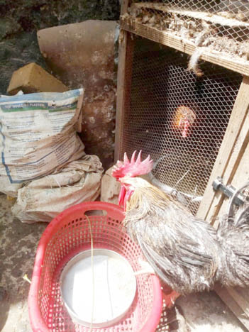 How we rescued 1-year-old chicken – Kano fire service