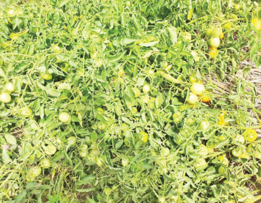 3,500 farmers targeted for new hybrid tomato, cabbage test in 2 states