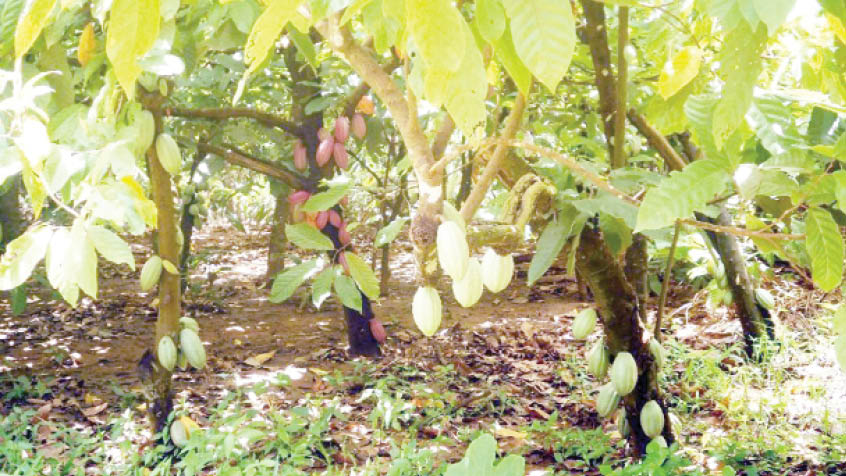 3,000 farmers get free cocoa seedlings in Ogun