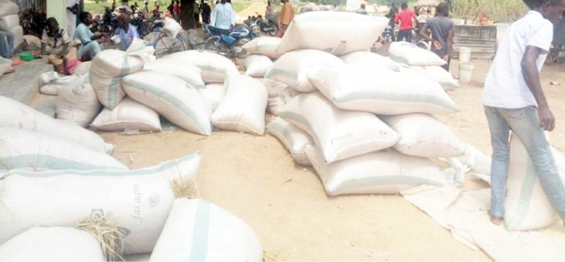 Irrigation: Despite bumper harvest, paddy rice price remains high in Taraba